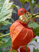 Amazonia Pumpkin Pendant